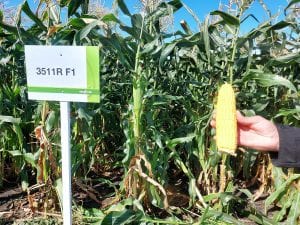 Odmiana kukurydzy cukrowej Syngenta 3511r F1