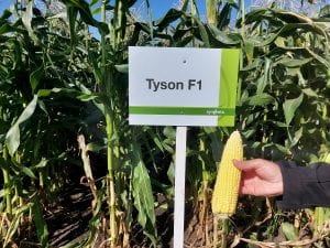 Odmiana kukurydzy cukrowej Syngenta tyson F1