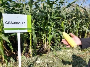 Odmiana kukurydzy cukrowej Syngenta GSS3951 F1