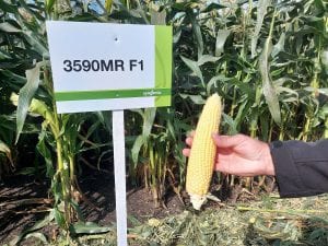 Odmiana kukurydzy cukrowej Syngenta 3590MR F1