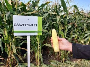 Odmiana kukurydzy cukrowej Syngenta GS21170R F1
