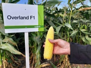 Odmiana kukurydzy cukrowej Syngenta Overland F1