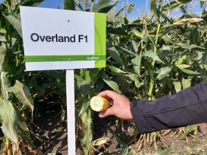 Odmiana kukurydzy cukrowej Syngenta Overland F1