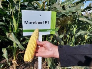 Odmiana kukurydzy cukrowej Syngenta Moreland F1