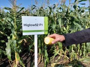 Odmiana kukurydzy cukrowej Syngenta Higlow52 F1