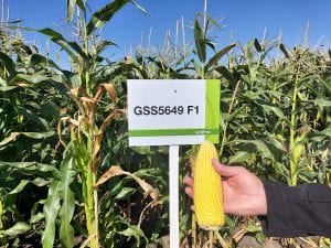 Odmiana kukurydzy cukrowej Syngenta gss5649 F1