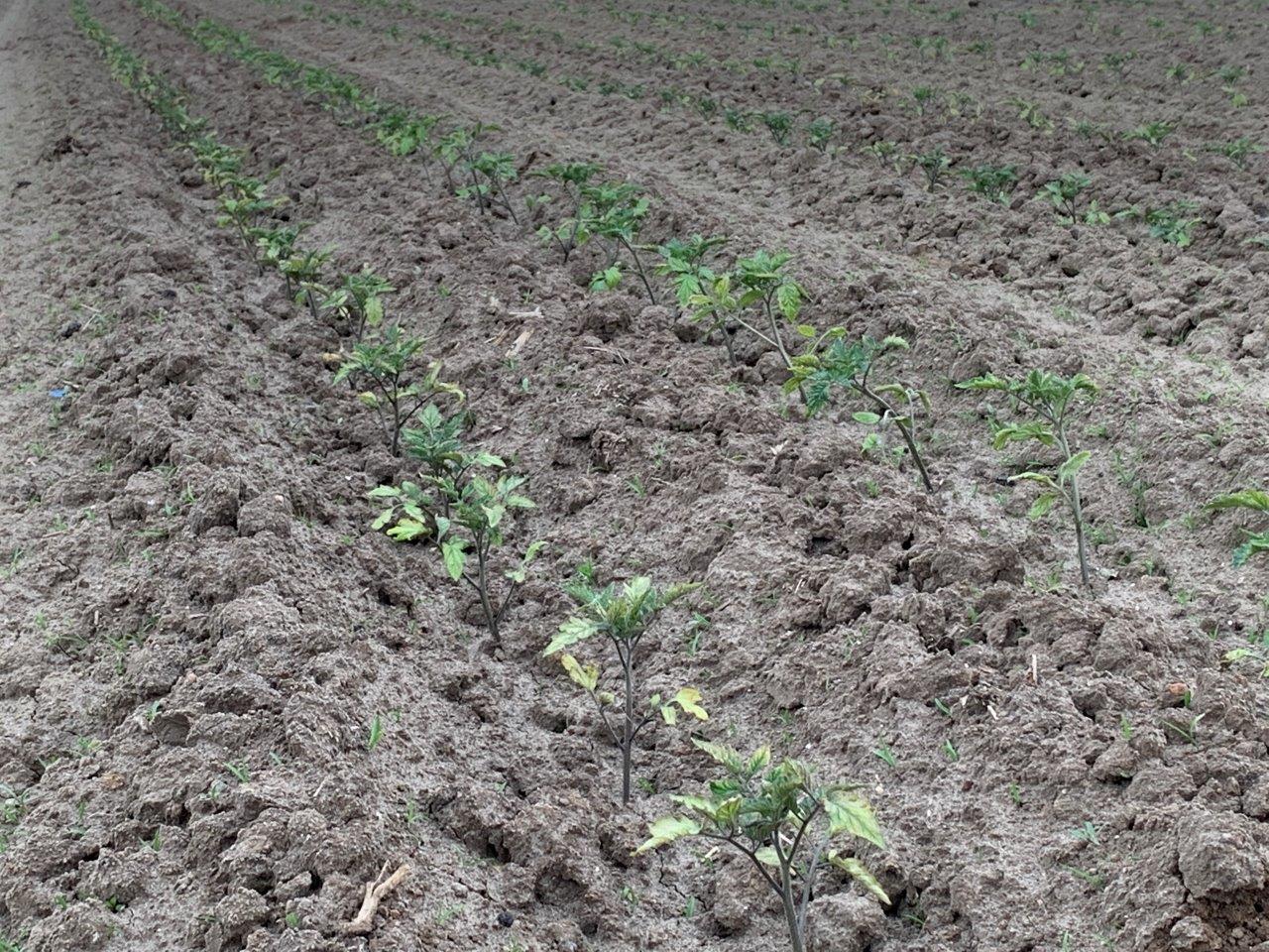 Wiosną plantacje pomidorów ucierpiały z powodu przymrozków
