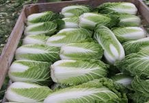 Białoruś deklaruje samowystarczalność w zaopatrzeniu w warzywa i owoce