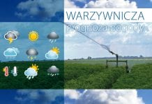 Słupki rtęci minimalnie w dół – Warzywnicza prognoza pogody 9.08.2020 r.