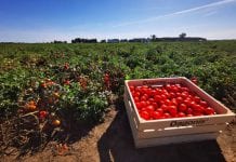 Kolekcja odmian pomidora gruntowego – podsumowanie sezonu 2020. Odmiany, ochrona, nawożenie…