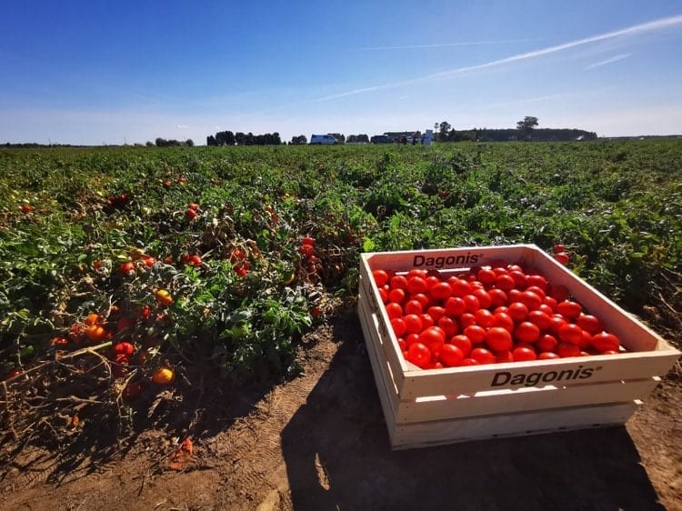 Kolekcja odmian pomidora gruntowego – podsumowanie sezonu 2020. Odmiany, ochrona, nawożenie…