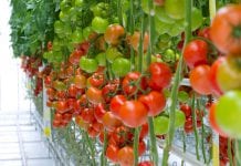 Pomidorowe nowości BASF (marka Nunhems)