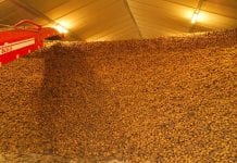 Ziemniaki w przechowalni – ważne wskazówki dla producenta