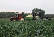GIS opublikował wytyczne dla rolników zatrudniających cudzoziemców przy pracach sezonowych