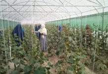 Afganistan: warzywa szklarniowe zamiast maku na opium i heroinę