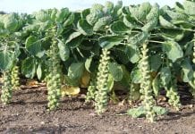 Wycofywanie środków ochrony roślin to spadek produkcji warzyw…