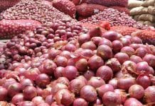 8 groszy za kilogram cebuli… Producenci strajkują