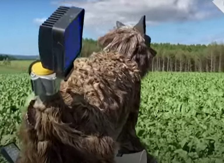 Wilki-Roboty strzegą japońskich upraw przed dzikami