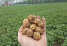 Wczesne odmiany ziemniaka