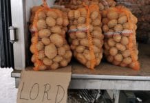 Trudny okres w handlu ziemniakami – rynek hurtowy Bronisze
