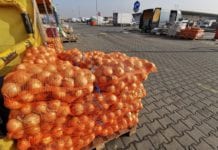 Aktualne ceny warzyw na podwarszawskich Broniszach [Przegląd wszystkich warzyw]