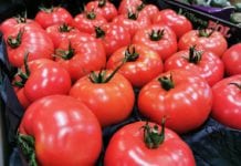 Bronisze: Pierwsze polskie pomidory, ale tylko malinowe [Aktualne ceny]