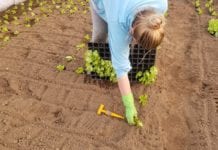 Sadzenie sałaty w małopolskim gospodarstwie