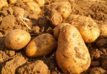 Francja: Akumulacja ziemniaków w magazynach