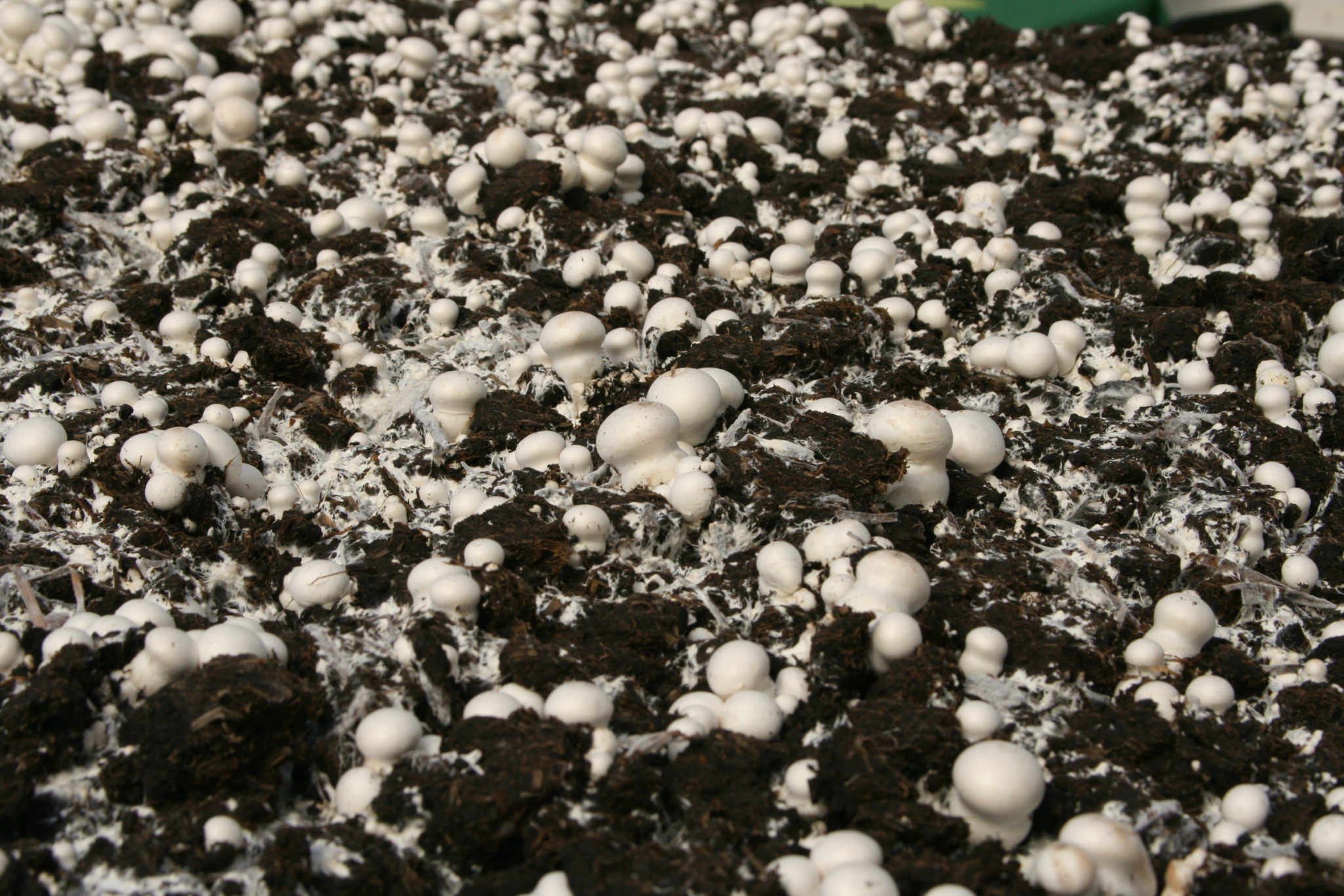 Wykorzystanie podłoża po uprawie grzybów w ogrodnictwie – wyzwania i szanse