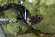 Australia: jadowity wąż w opakowaniu sałaty