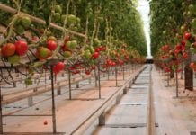 W Polsce doświetla się 85 hektarów pomidora malinowego cz. 2
