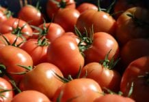 Tureckie pomidory na polskim rynku