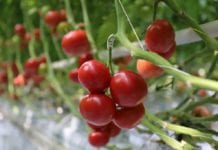Uprawa pomidora malinowego w gospodarstwie braci Chrzanów [VIDEO]