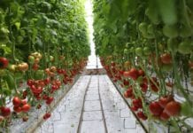 Nawadnianie pomidora szklarniowego na podstawie radiacji słonecznej [VIDEO]