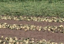 Zbiór cebuli ozimej w Kruszwicy [Video]