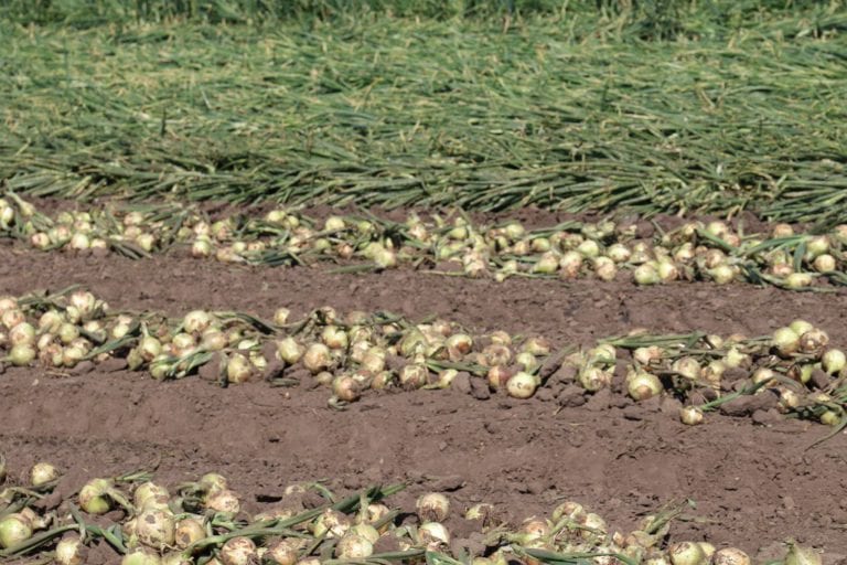 Zbiór cebuli ozimej w Kruszwicy [Video]