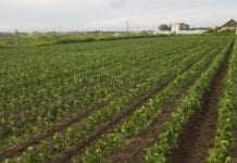 Zastosowanie preparatów biologicznych w uprawie warzyw gruntowych