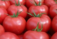 Aktualne ceny pomidorów na rynku hurtowym w Broniszach [04.11.2022]
