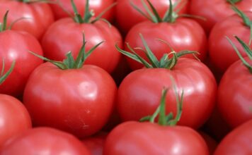 szklarnia_bracie_Chrzan-pomidor-malinowy (5)