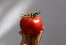 5 powodów dlaczego warto uprawiać pomidora malinowego Buenarosa