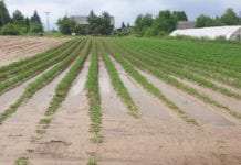 Jakie zabiegi warto wykonać na plantacji warzyw gruntowych po ulewie i gradobiciu?