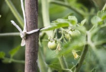 Szara pleśń – niebezpieczna choroba w pomidorze gruntowym