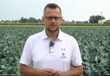 Aktualne zalecenia dotyczące zwalczania mszyc w uprawie warzyw – Łukasz Wrzoskowicz, 09.07.2021