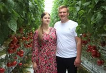 Pomidory malinowe pierwszy sezon w gospodarstwie