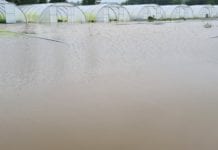 Podtopienia i powodzie dotknęły także sektor warzywniczy w Niemczech i Belgii