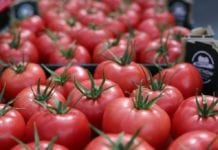Ceny pomidorów malinowych stają się coraz wyższe [01.12.2022]