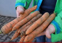 Jak poprawić jakość warzyw gruntowych, aby dobrze się przechowywały? Komunikat warzywniczy PROCAM 12 z dnia 19.08.2021