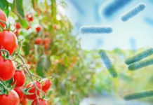 Nowy biofungicyd do walki z chorobami grzybowymi  i bakteryjnymi w uprawie warzyw