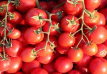 Wyzwania stojące przed włoskim pomidorem przemysłowym