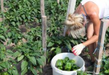 Brakuje pracowników sezonowych do pracy w ogrodnictwie